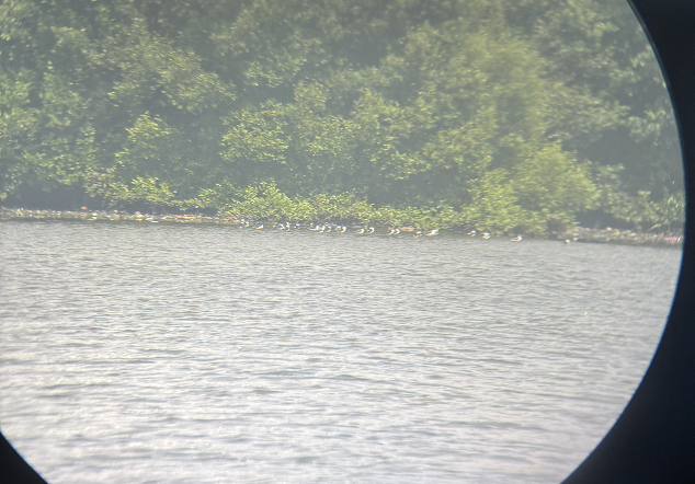 Tanah Timbul (Bird Feeding) - Foto 2