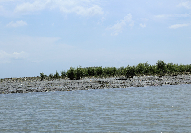 Tanah Timbul (Bird Feeding)