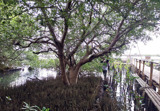 Pos 2 Hutan Lindung - Foto 2