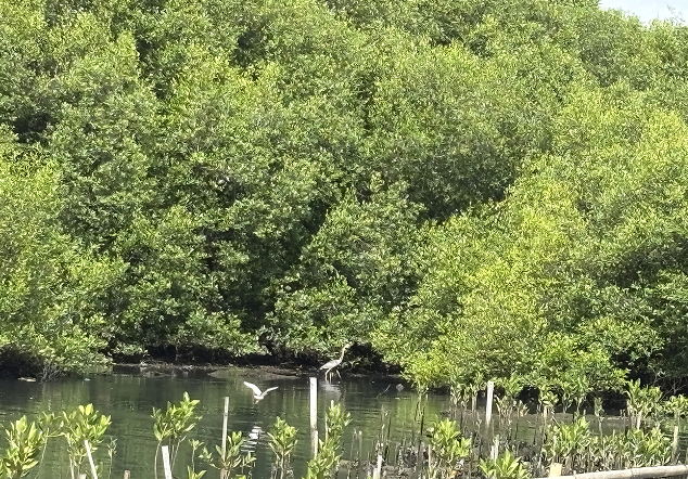 Pos 2 Hutan Lindung - Foto 3