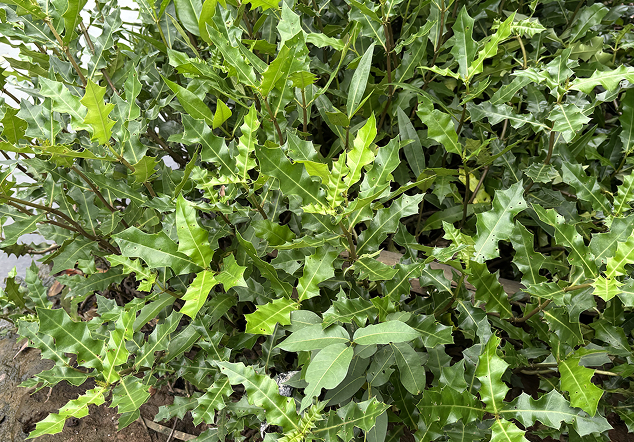 Pos 5 Hutan Lindung - Foto 3