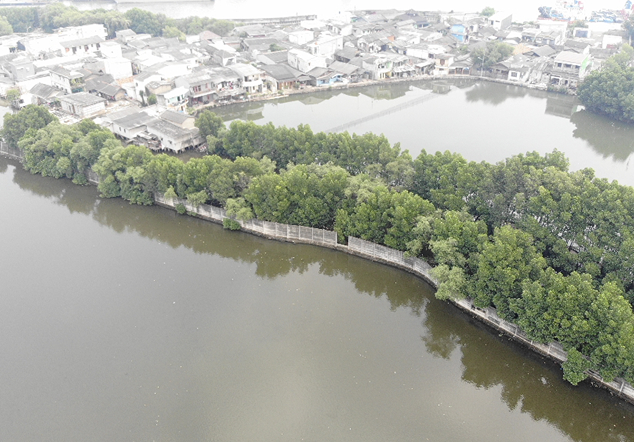 Mangrove STIP - Foto 3