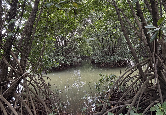 Mangrove Si Pitung - Foto 3