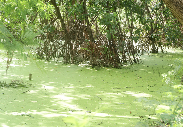 Titik 1 Elang Laut - Foto 2