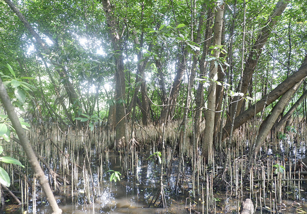 Titik 1 Elang Laut - Foto 3