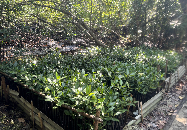 Pulau Untung Jawa - Foto 2