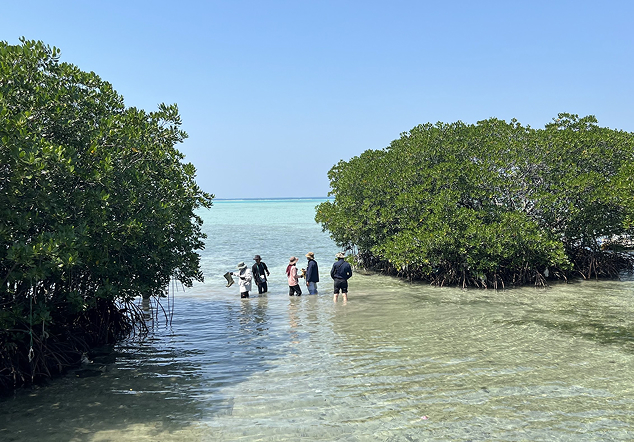 Pulau Harapan - Foto 2