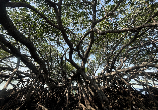 Pulau Harapan - Foto 3