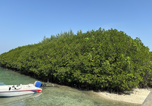 Pulau Kelapa - Foto 2