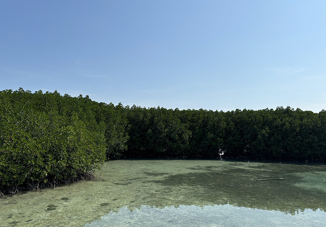 Pulau Kelapa - Foto 3