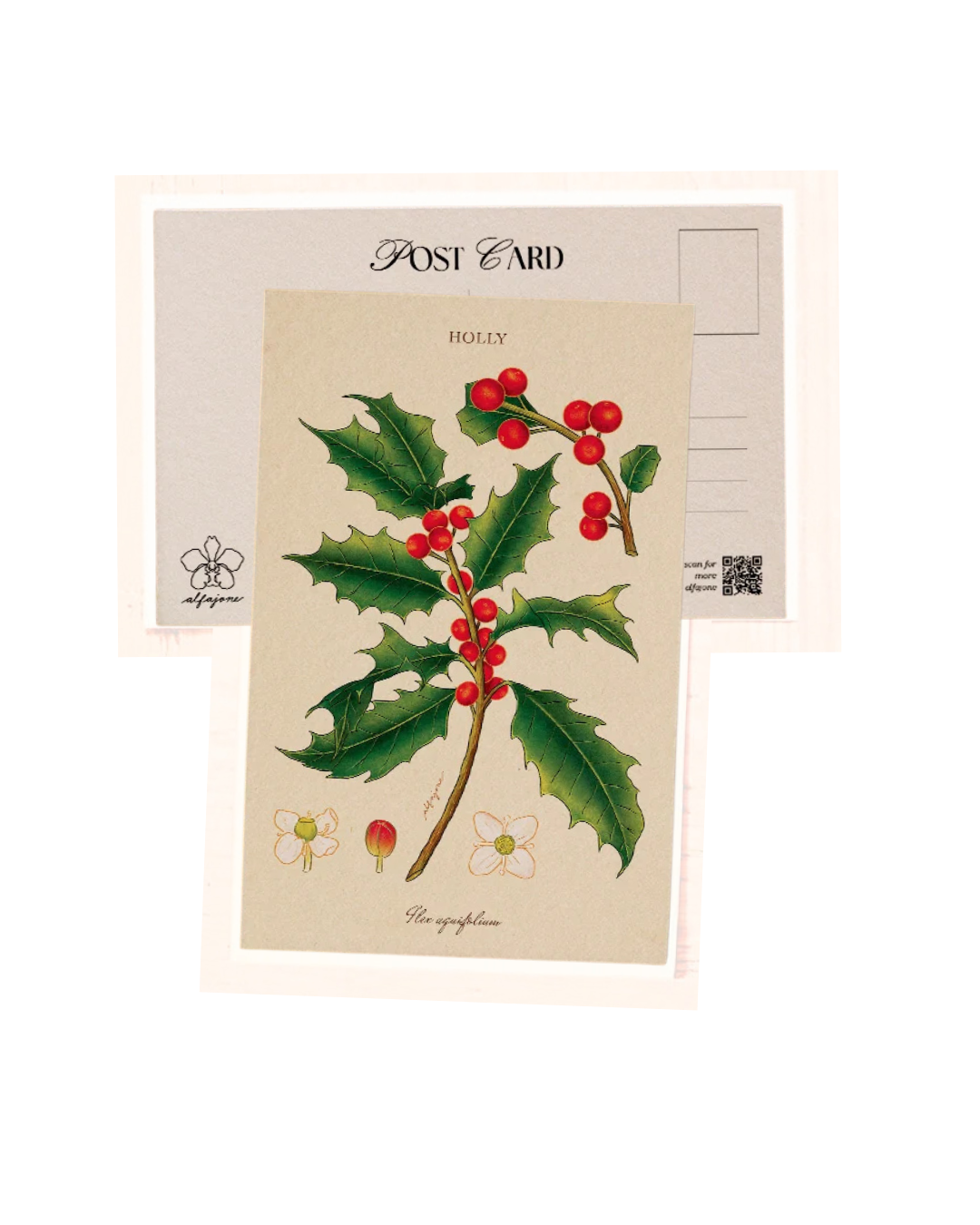 Holly December Birth Flower Postcard by Alfajone