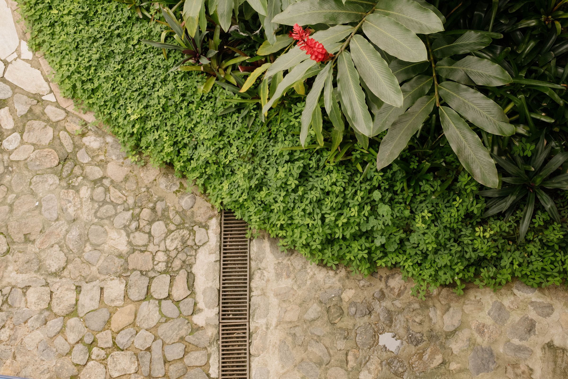 An overhead view captures the textural contrast between weathered cobblestones and lush tropical vegetation, with a vibrant red flower emerging from the dense green foliage. The composition is bisected by a metal drainage grate, creating a striking juxtaposition between the organic curves of leaves and the geometric patterns of the stone street below.