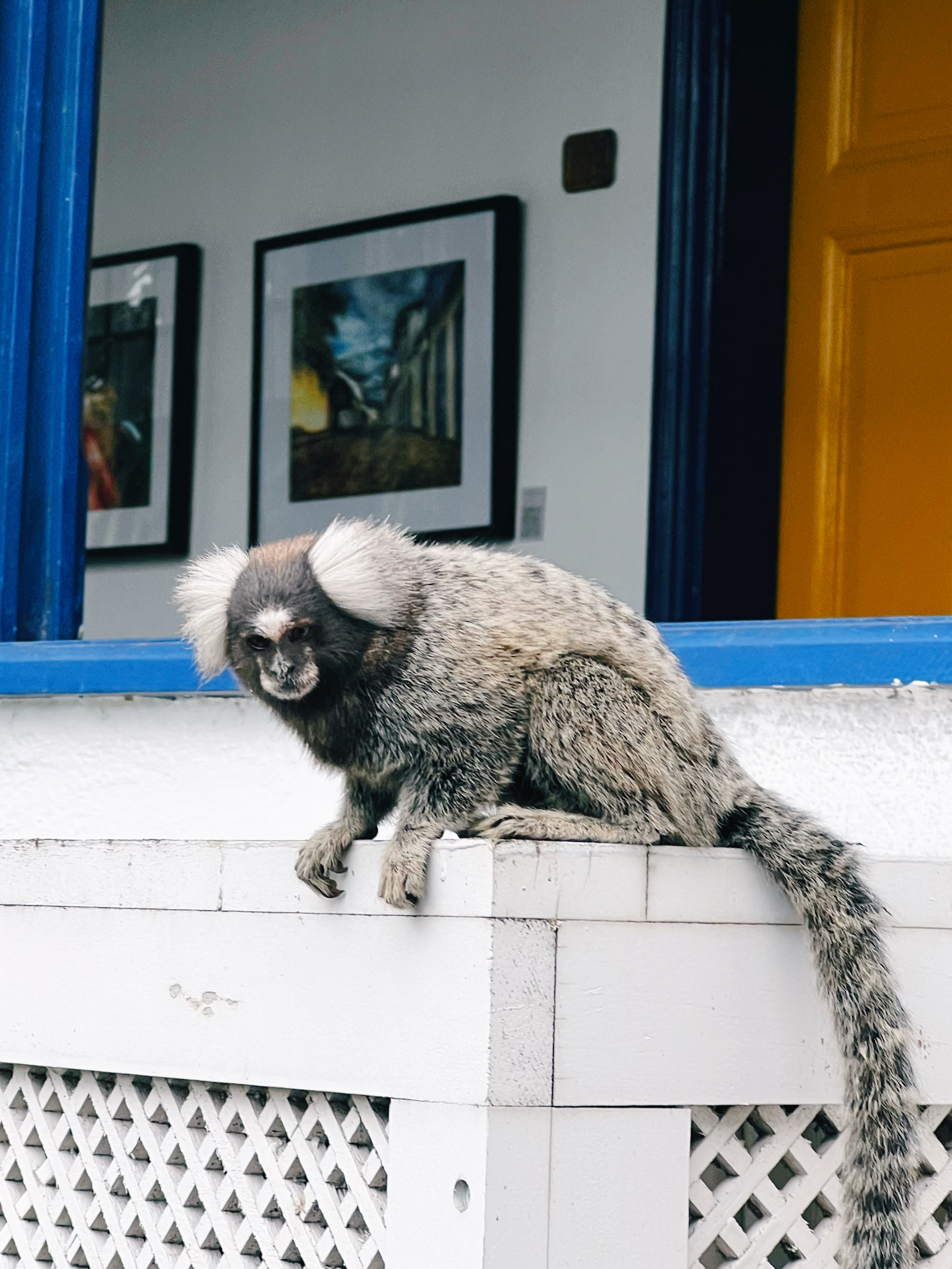 A marmoset monkey sits pensively on a white ledge outside a gallery or shop, its long striped tail dangling gracefully while framed photographs hang on the blue and yellow colonial storefront behind it. The image captures an unexpected moment where wildlife and culture intersect, with the monkey appearing almost like a contemplative gallery visitor against the vibrant architectural backdrop.