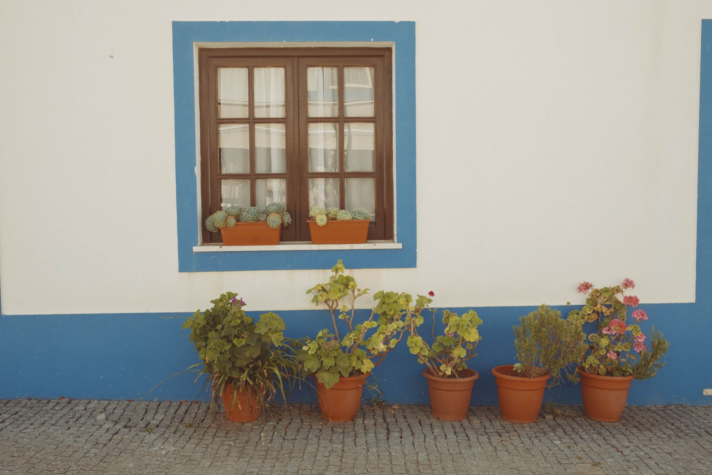 A wooden-framed window with blue trim sits on a whitewashed wall, with two terracotta planters of succulents resting on its sill. Below, five clay pots of geraniums and other plants line the cobblestone pavement against the blue-painted lower portion of the wall.