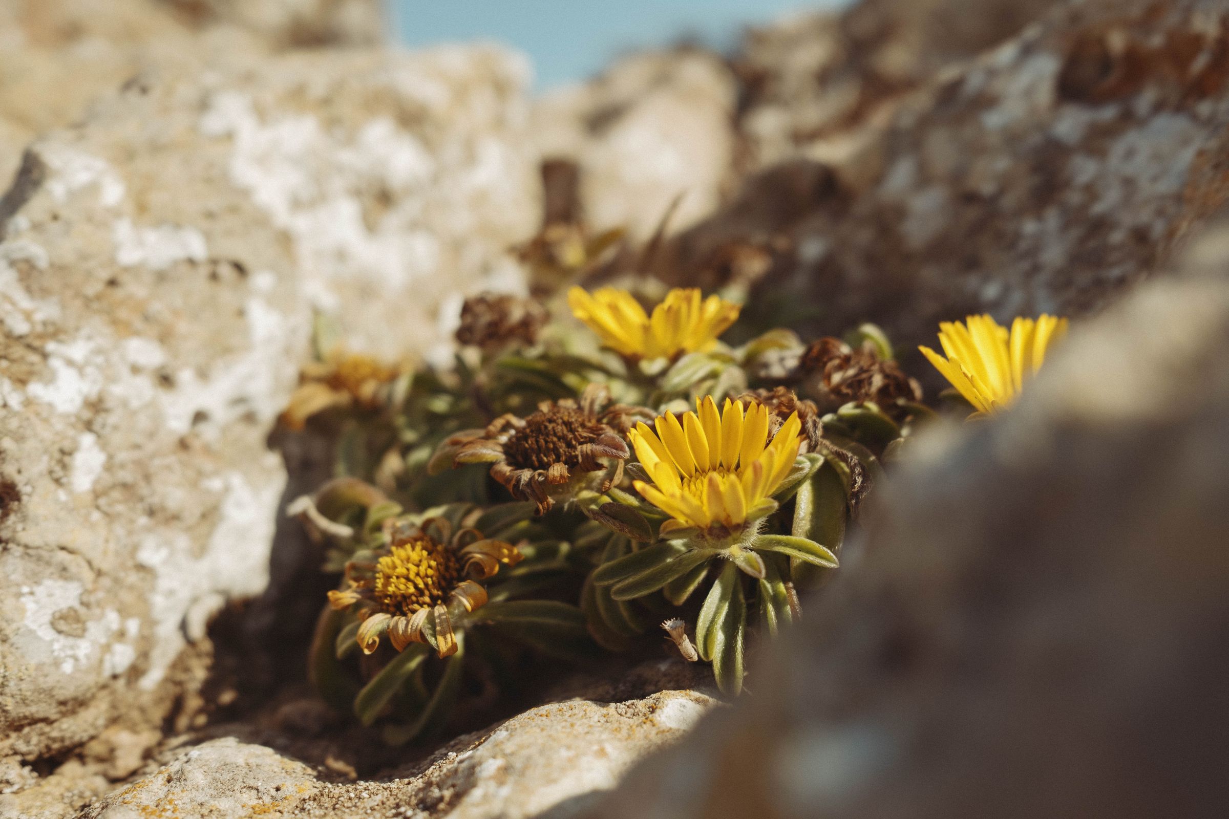 Bright yellow wildflowers with daisy-like petals push through a crevice in weathered white stone, their succulent leaves and dried seed heads creating a hardy cluster. The resilient coastal plants thrive in the harsh conditions, finding life in the gaps of the fortress rocks.