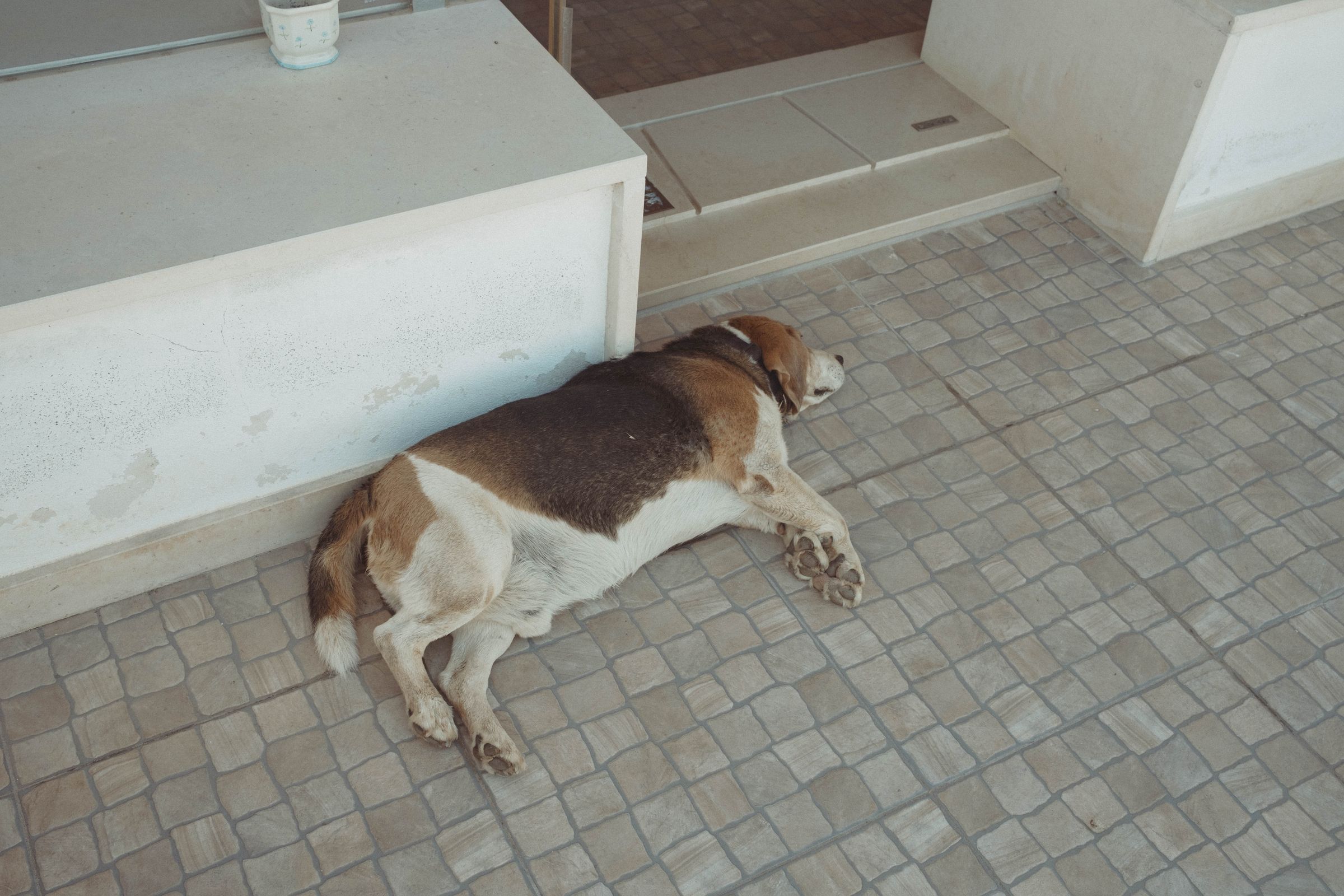 A brown and white dog lies sprawled on beige tile pavers in the shade of a white stucco wall, legs stretched out in complete relaxation. The peaceful scene captures a moment of rest on what appears to be a warm Portuguese afternoon.