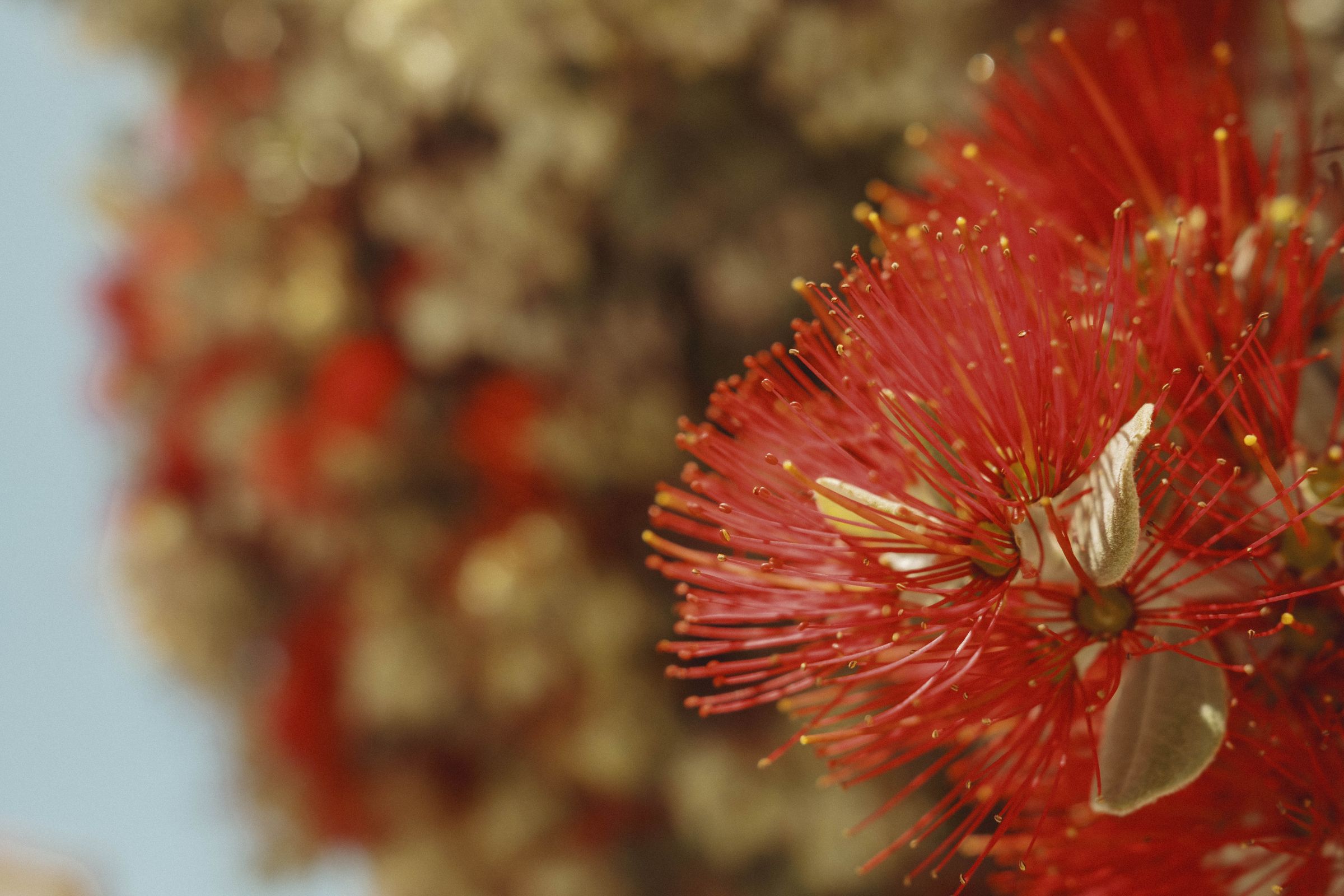 Vibrant red bottlebrush flowers with spiky stamens and yellow-tipped anthers fill the frame in sharp focus, while more blooms blur into warm bokeh in the background. A pale cream-colored petal or bud nestles among the radiating filaments of the central blossom.