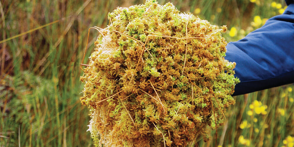 The Sphagnum Moss 