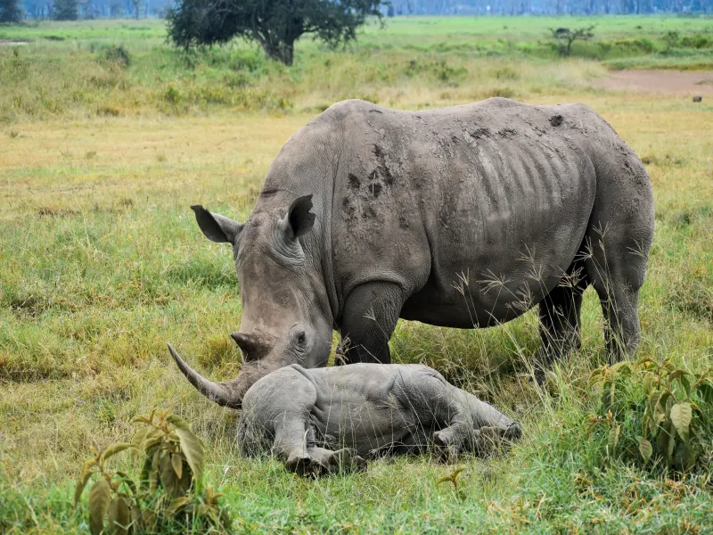 03 Days Masai Mara Group Tour