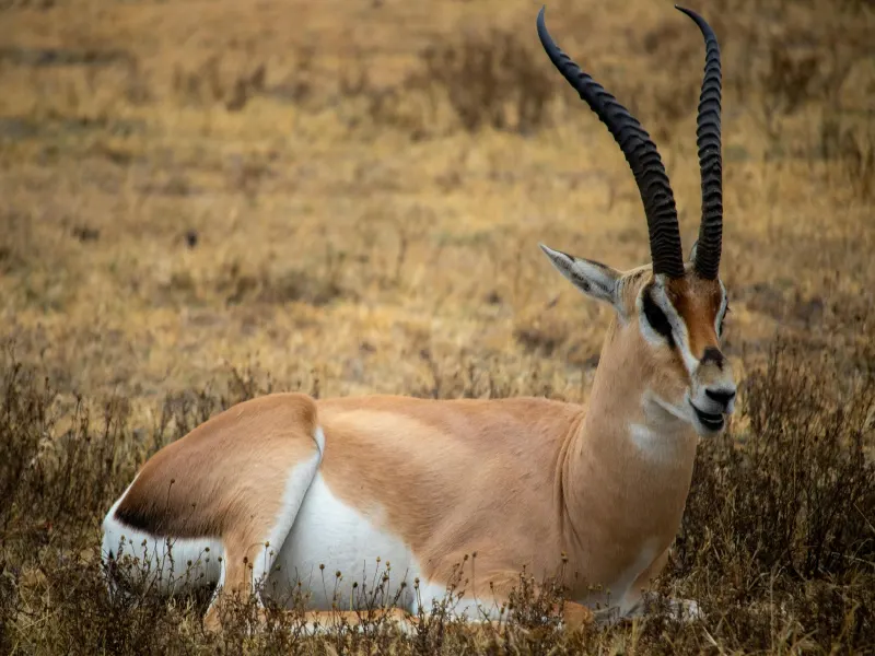 12 Days Private Kenya & Tanzania Combined Safari