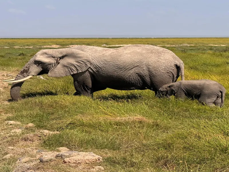 8 Days Masai Mara, Lake Nakuru, Lake Naivasha & Amboseli Safari