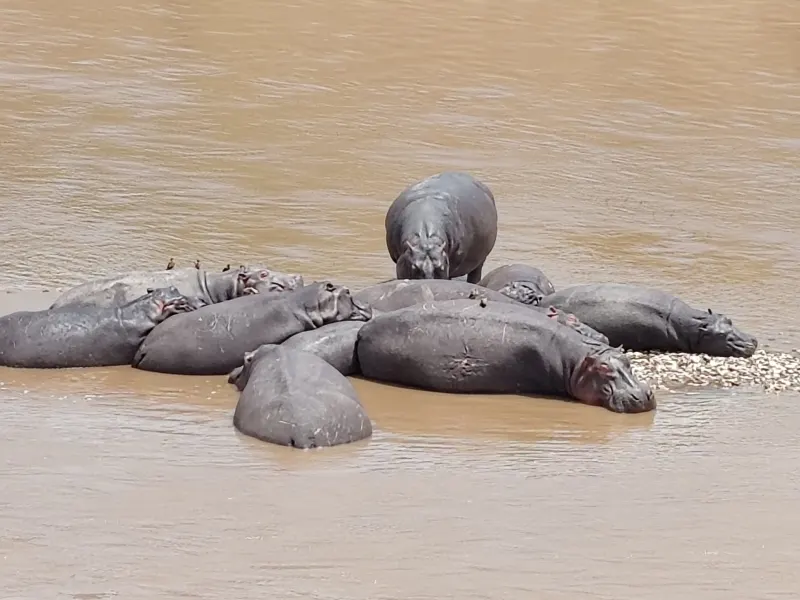 04 Days Lake Manyara, Serengeti & Ngorongoro Crater Tanzania Safari