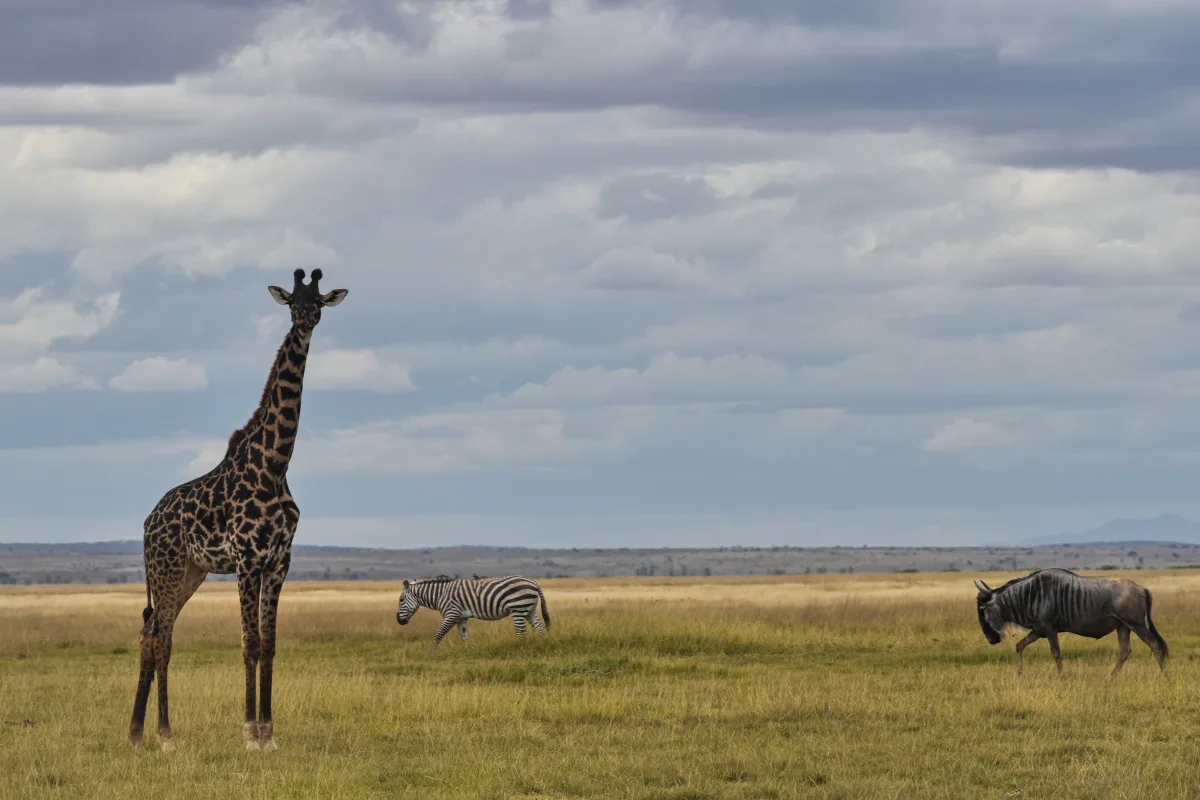 5 Days Masai Mara, Lake Nakuru & Lake Naivasha Safari