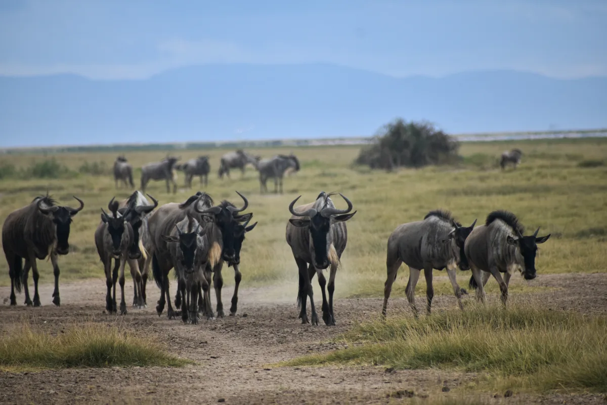 6 Days Masai Mara, Lake Nakuru & Amboseli Safari