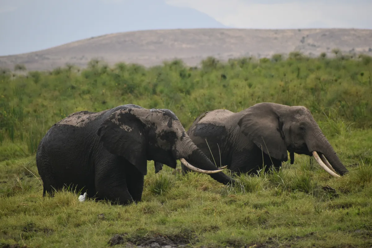Private Safari: Amboseli, Tsavo West & Tsavo East