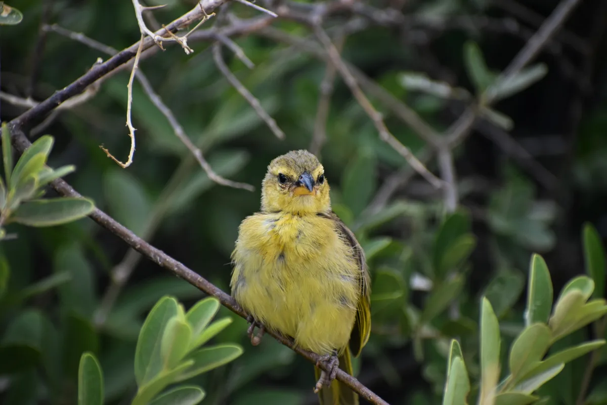 Mt Kenya Bird Watching