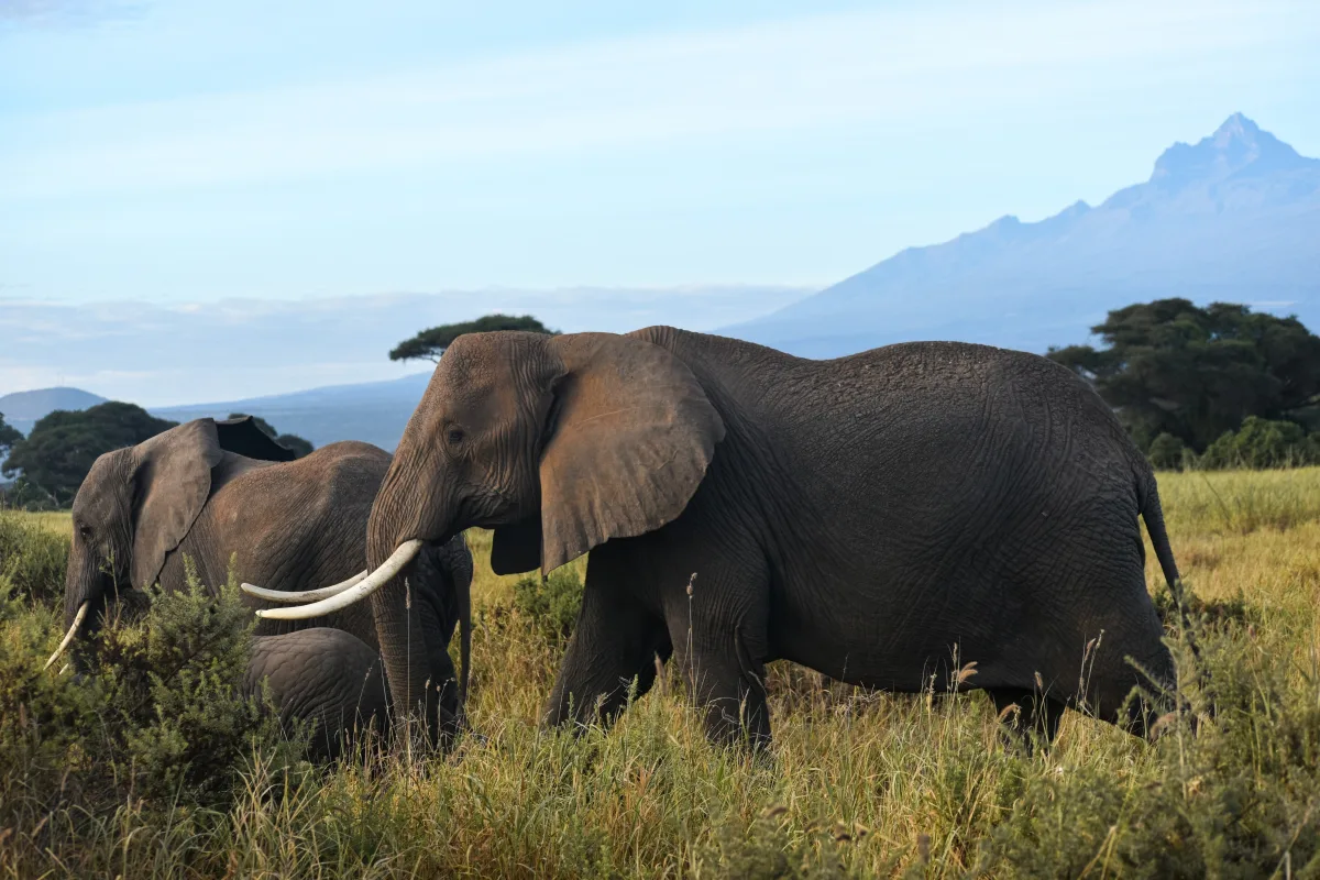 12 Days safari samburu/lake nakuru/masai mara/naivasha