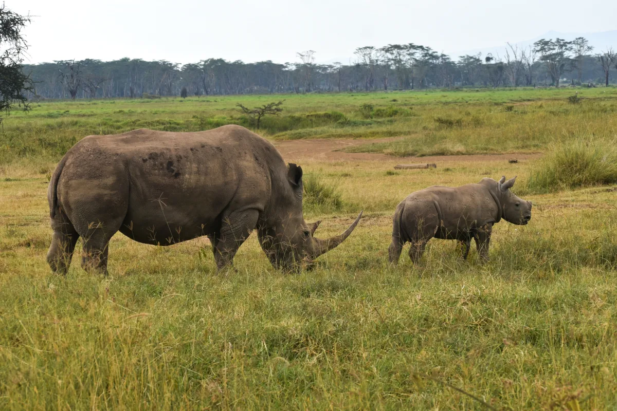 04 Days Masai Mara & Lake Nakuru Budget Group Tour