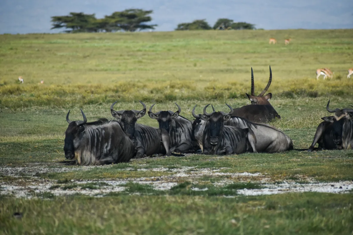9 Days Tanzania Northern Circuit Safari