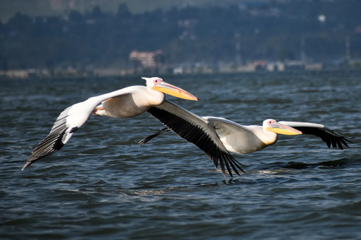 1 Day Lake Naivasha