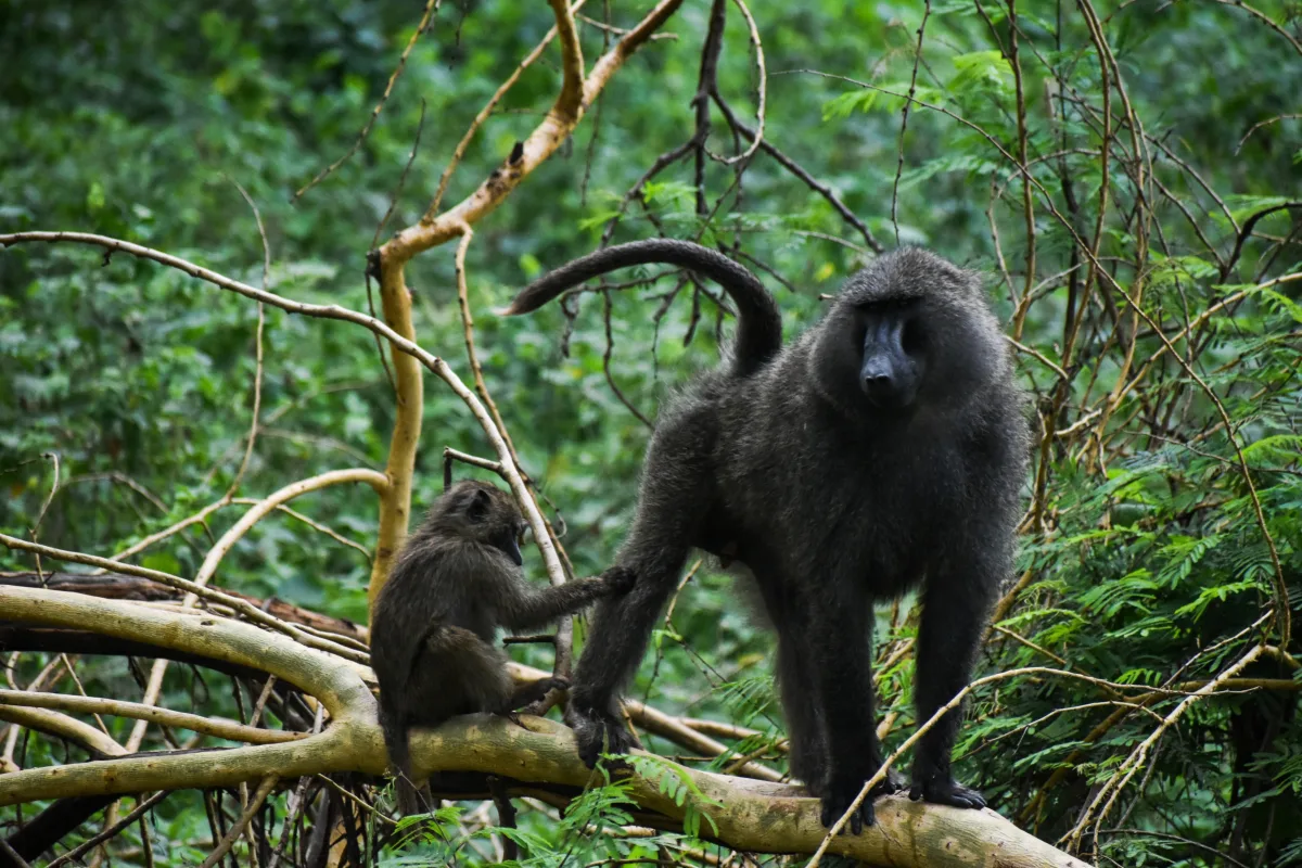 15 Days Best of Uganda