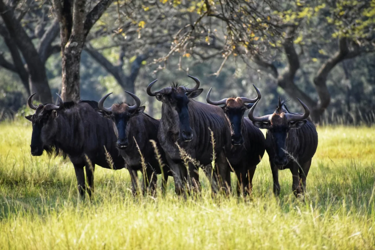 3 Days Safari Uganda