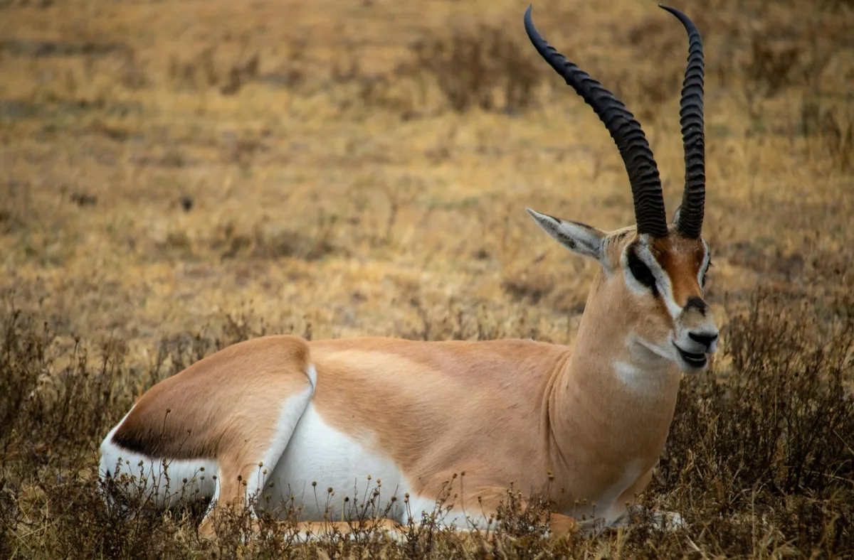 12 Days Private Kenya & Tanzania Combined Safari