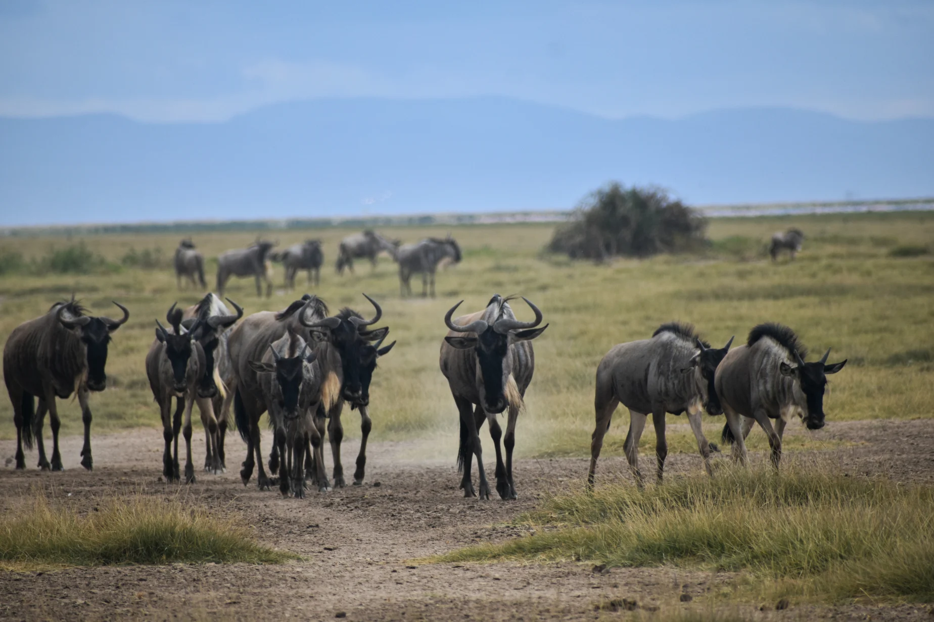 6 Days Masai Mara, Lake Nakuru & Amboseli Safari