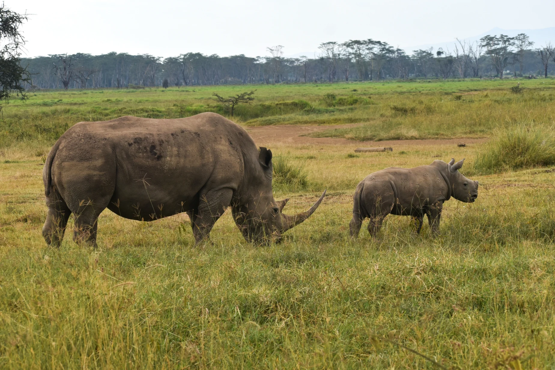 04 Days Masai Mara & Lake Nakuru Budget Group Tour