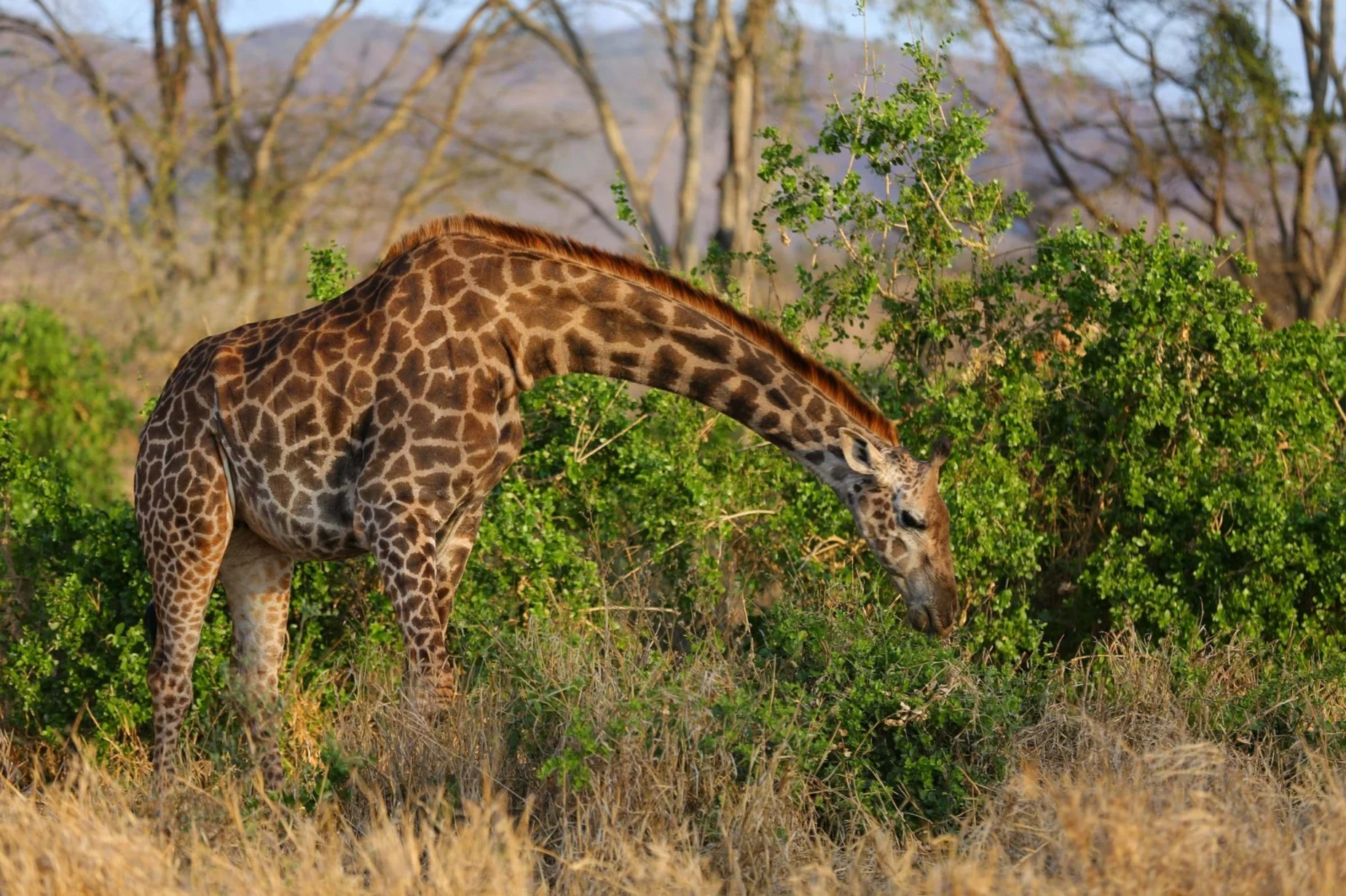 3 Days Serengeti & Ngorongoro Crater Tanzania Safari