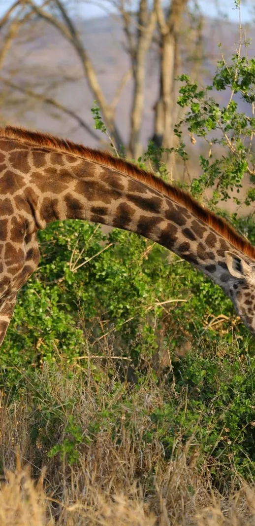 Tanzania