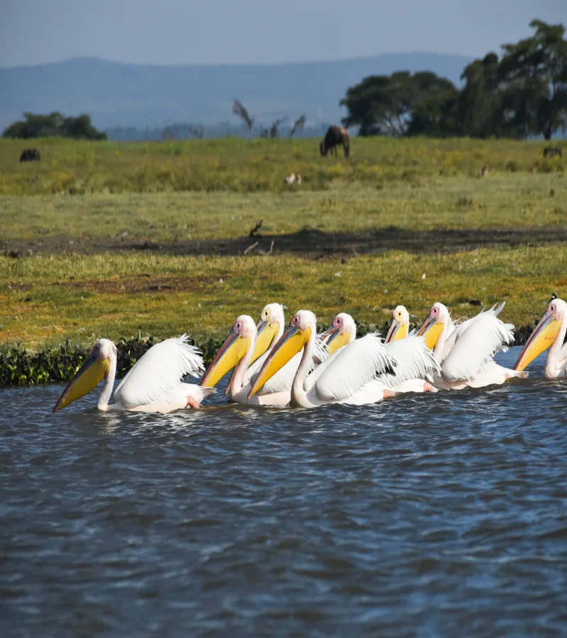 1 Day Lake Naivasha, Hell’s Gate & Crescent Island Tour