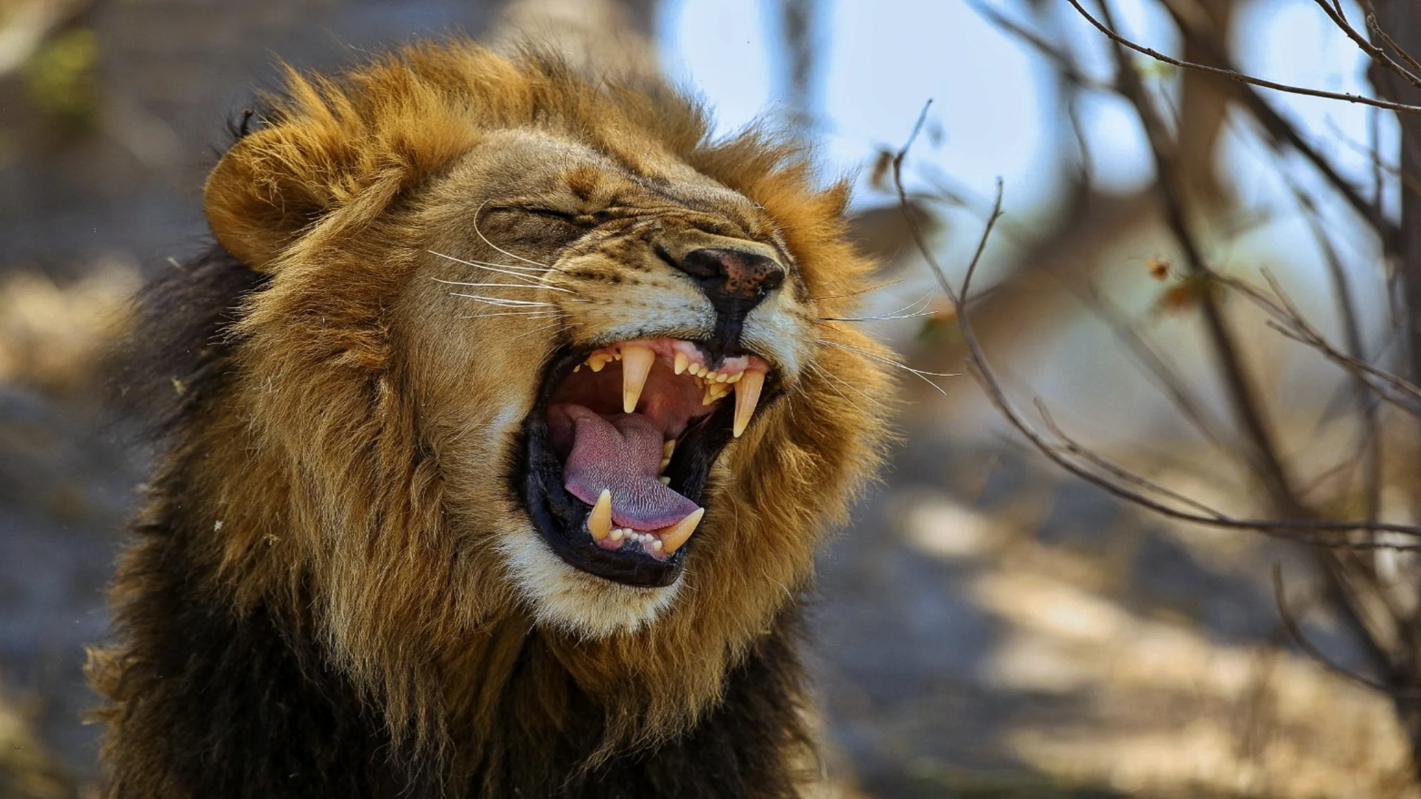 A lion roaring
