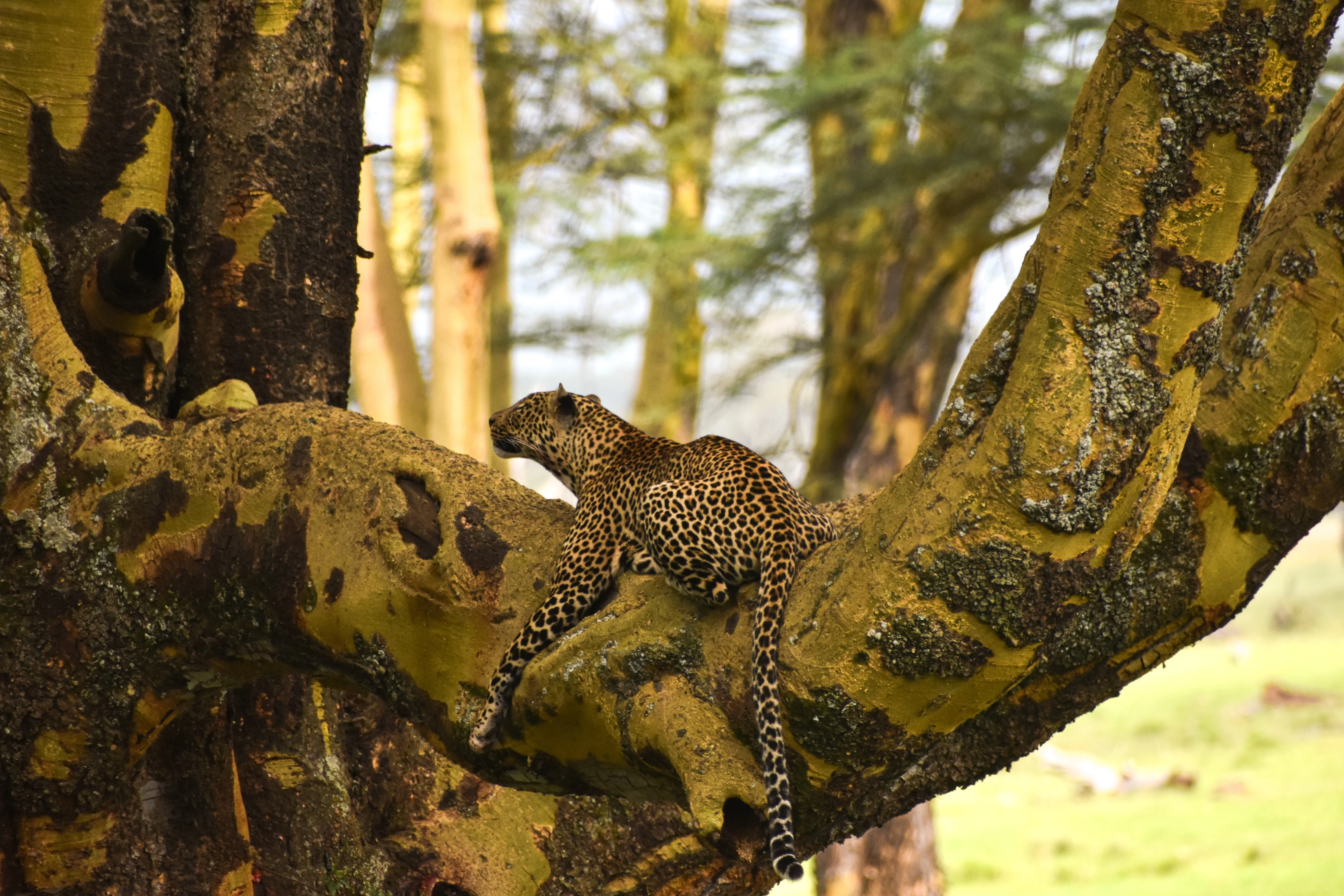 3 Days Luxury Private Honeymoon Safari in Kenya