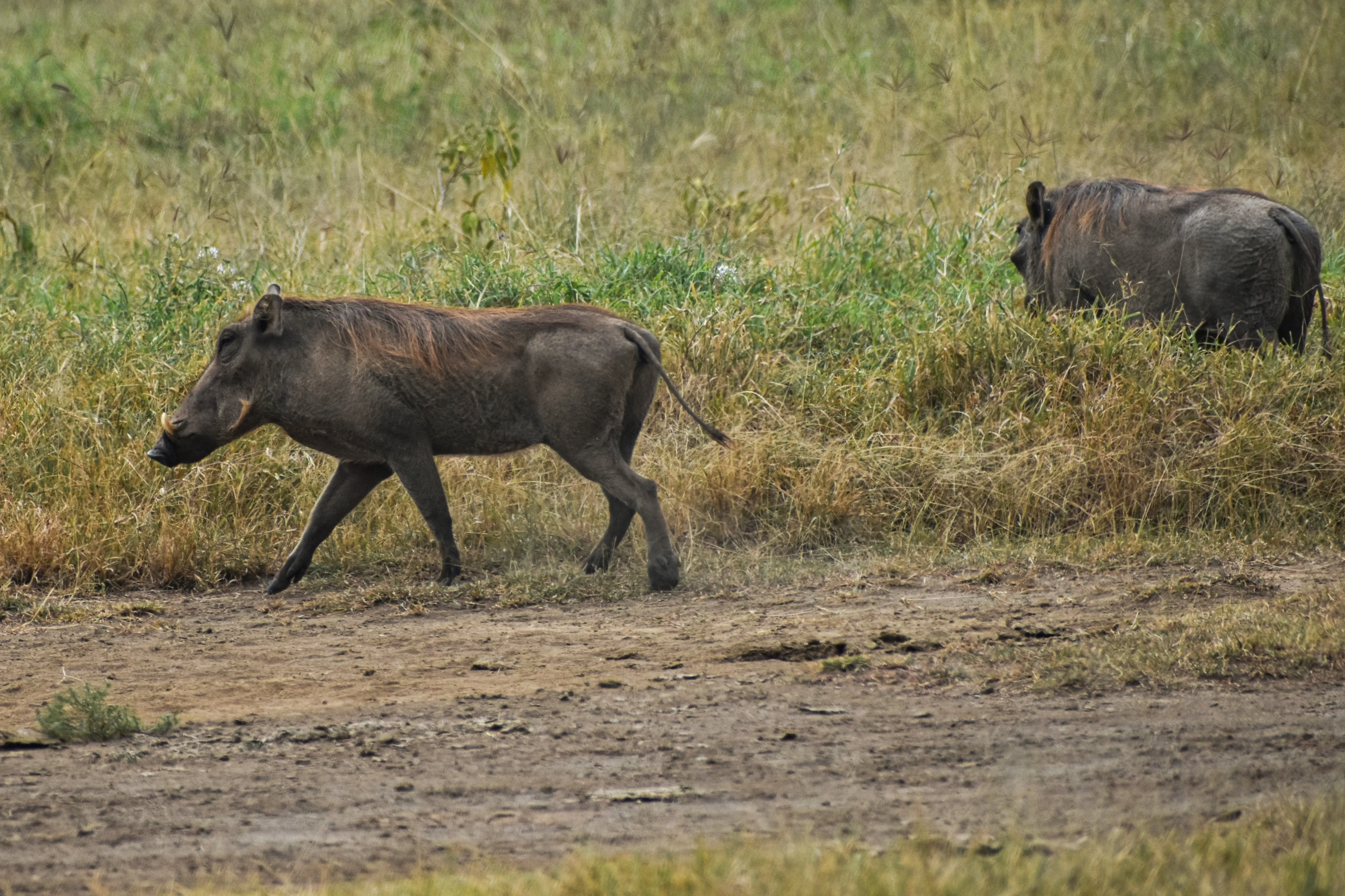 10 Days Kenya Tanzania