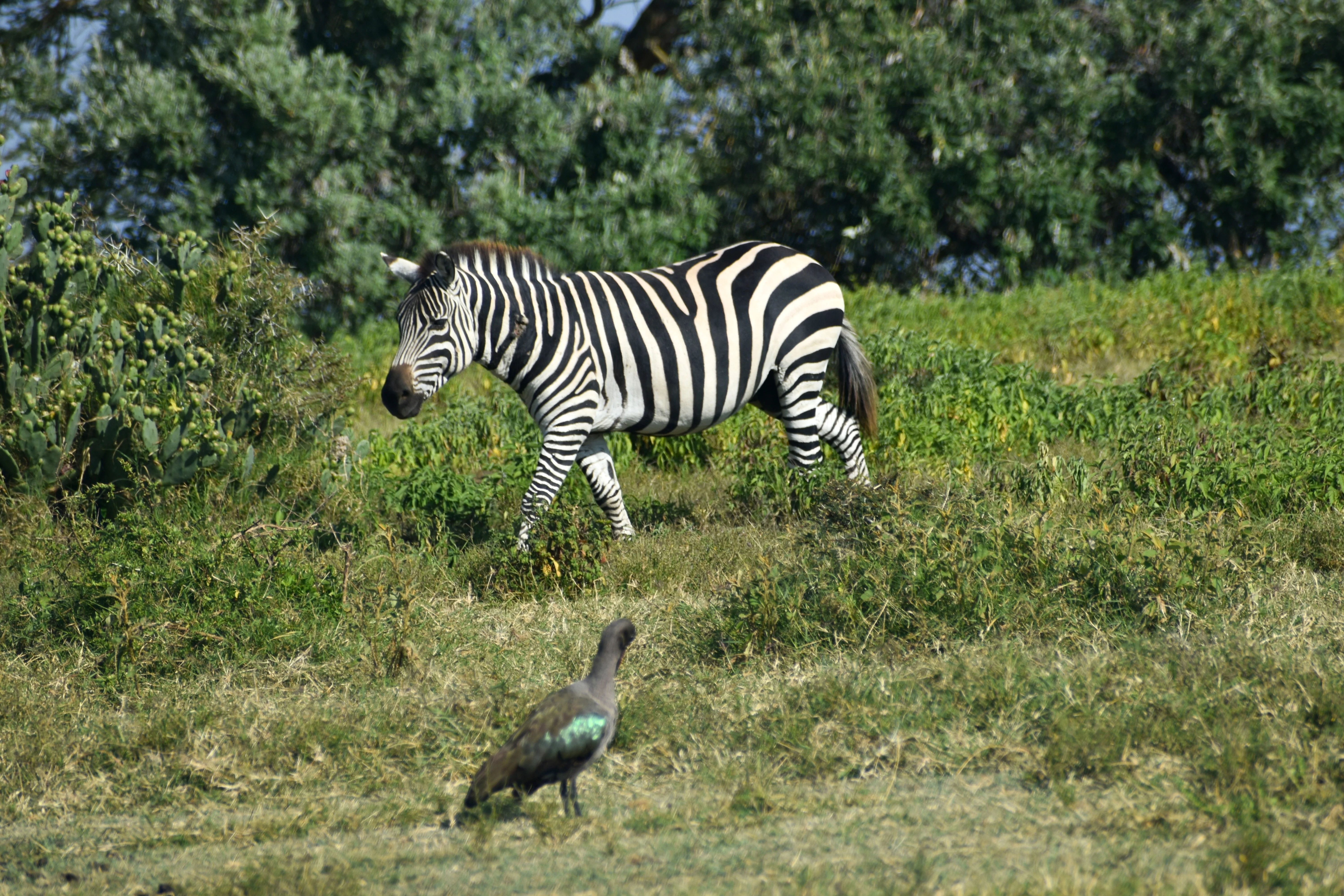 1 Day Nairobi City Tour Itinerary