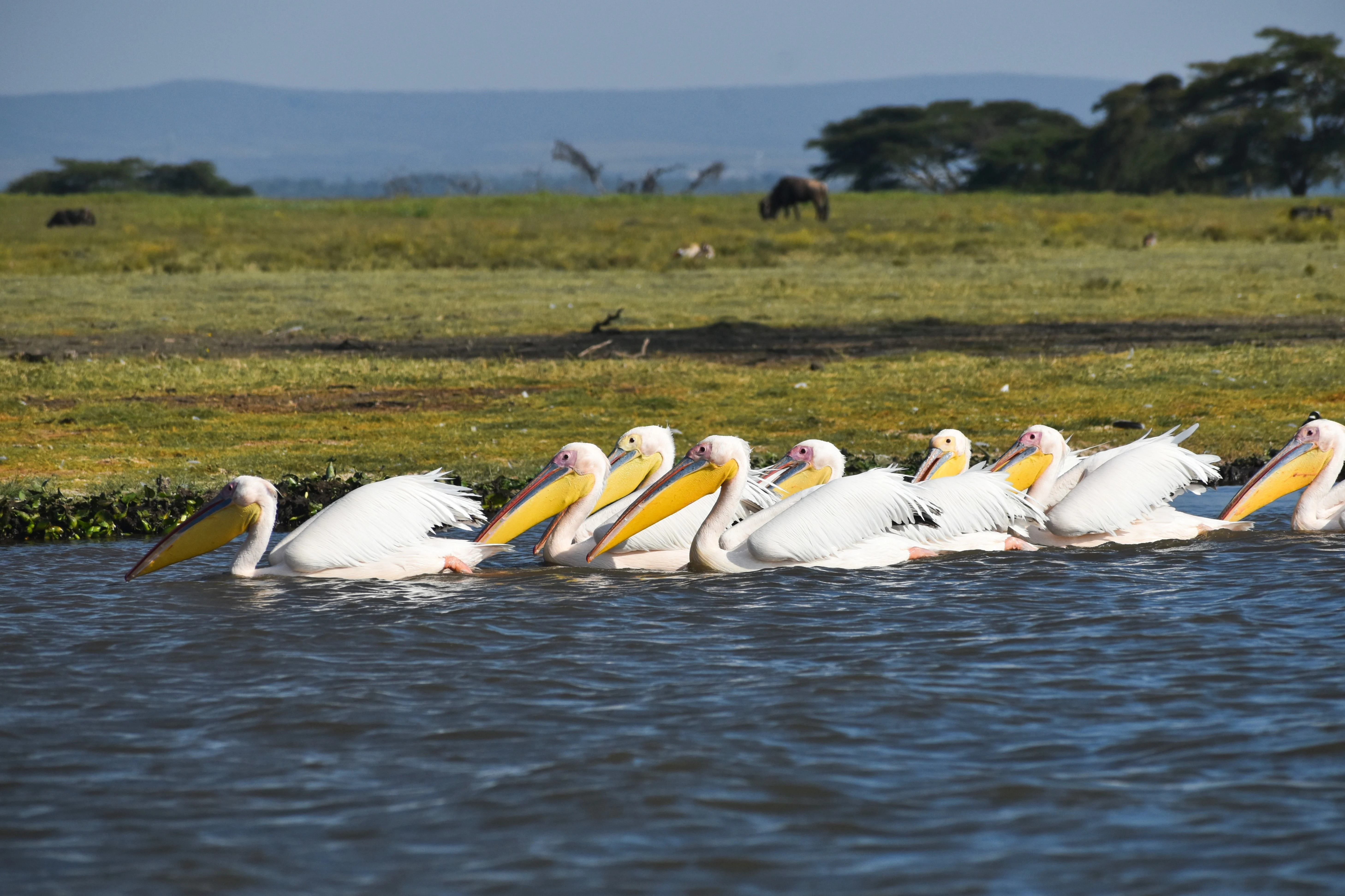 1 Day Lake Naivasha, Hell’s Gate & Crescent Island Tour