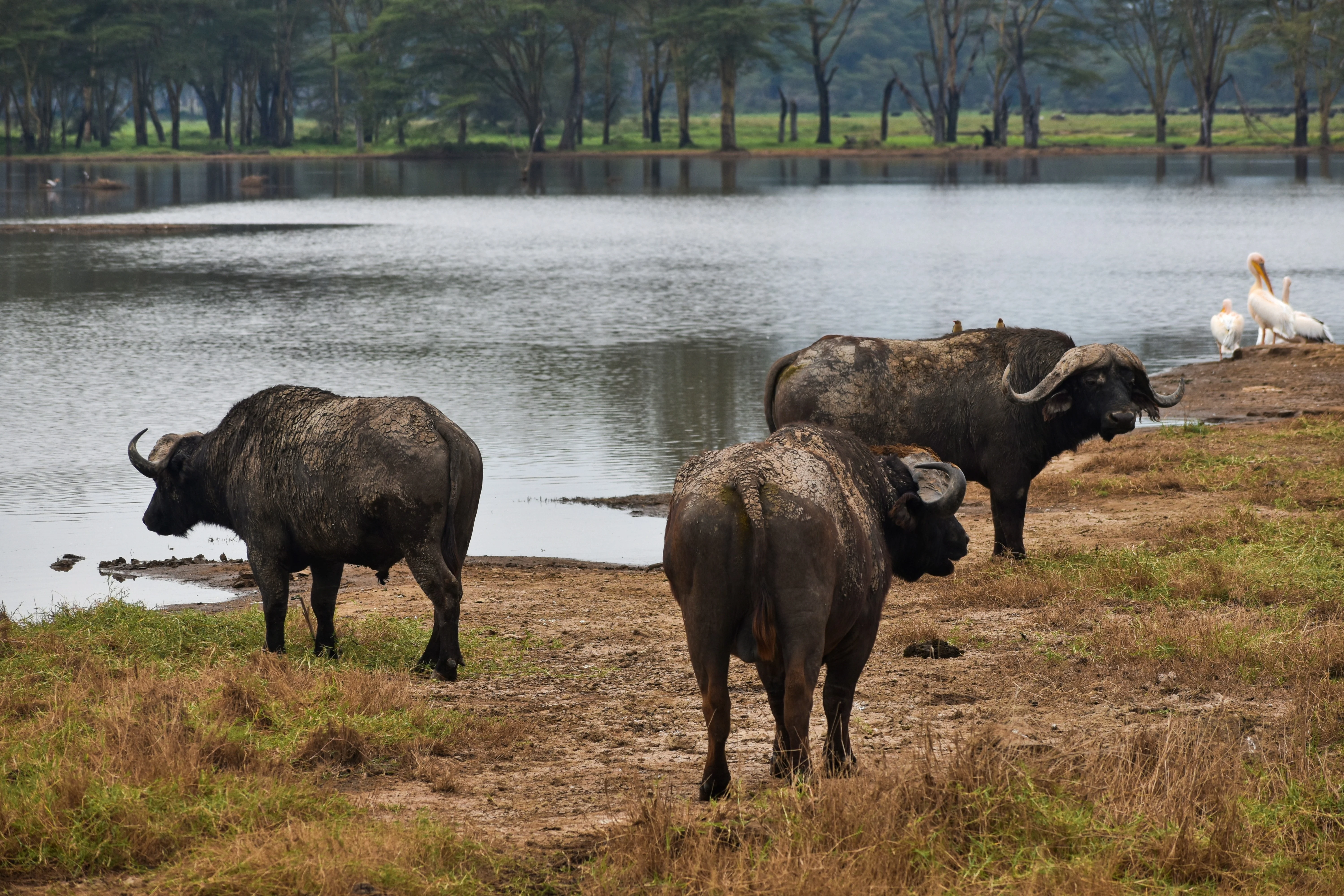 5 Days Lake Manyara, Serengeti & Ngorongoro Crater Tanzania Safari
