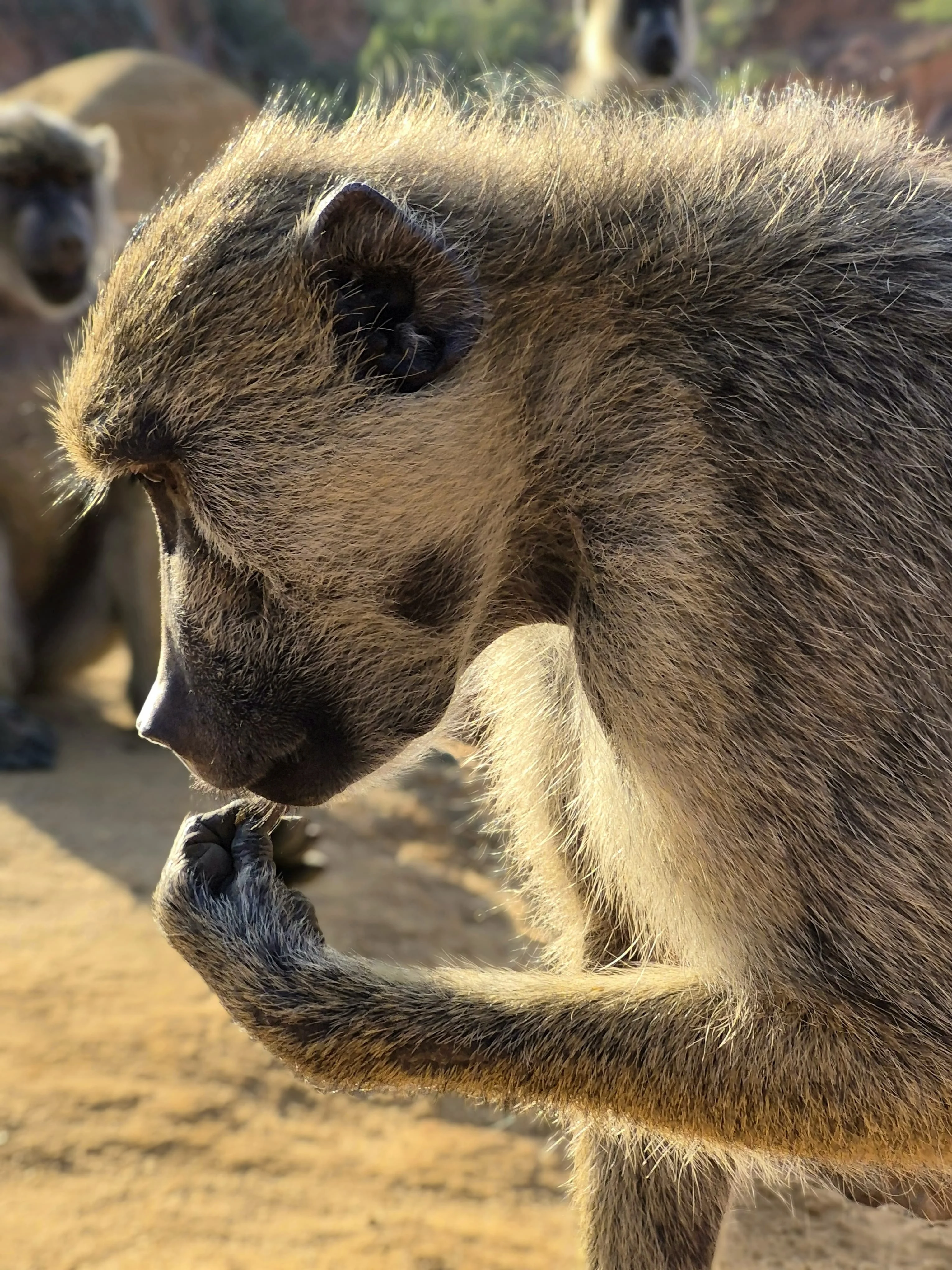 7 Days Chimpanzee & Gorilla Trekking Uganda