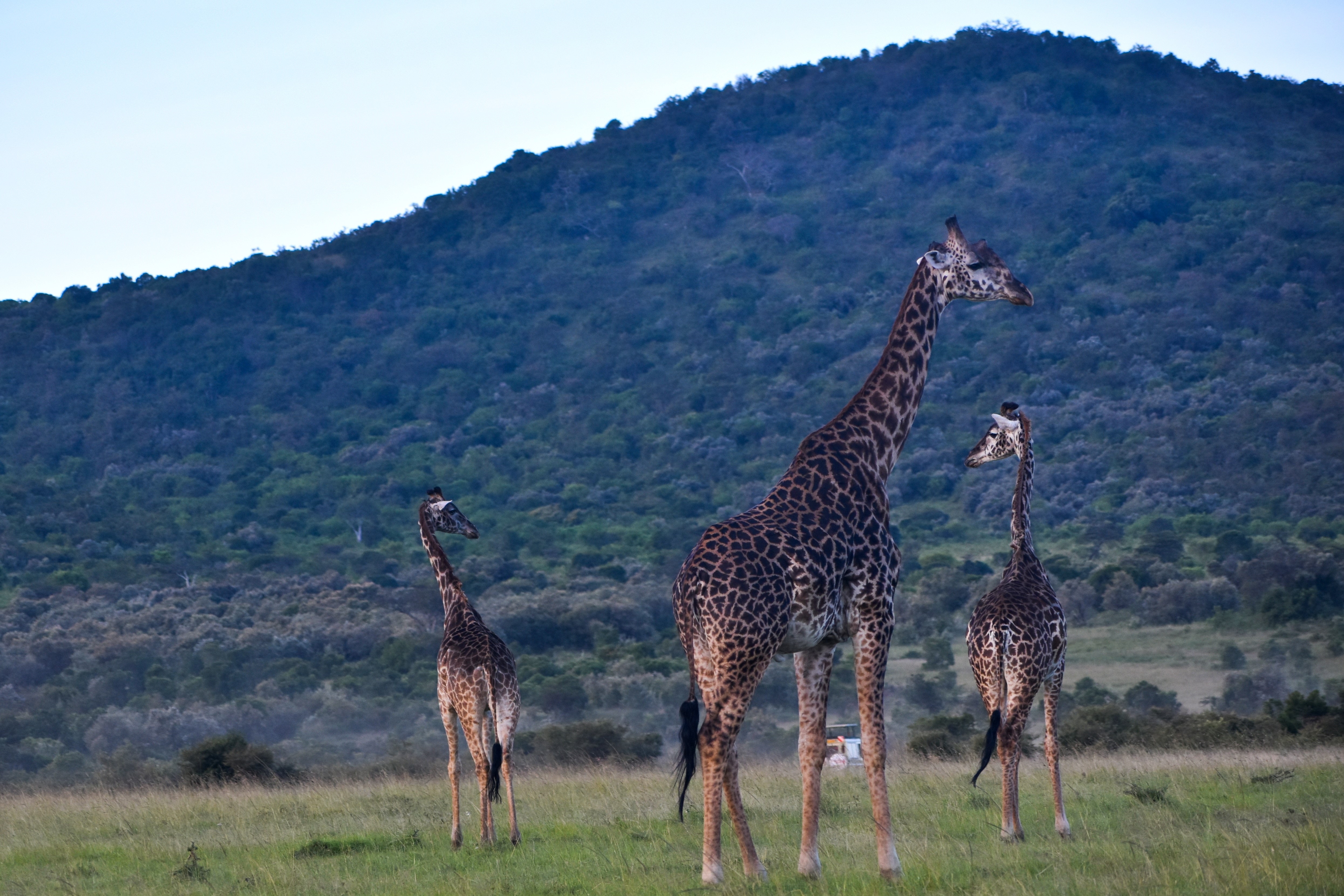 Kenyan geographic landscape with Mount Kenya silhouette